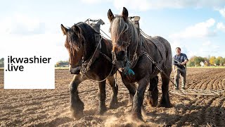 Belgische Trekpaarden Olga en Stella aan het werk 1  tarwe  ikwashierlive bij Andreas Van Geyte [upl. by Crespi381]