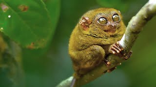 Tarsier Monkey [upl. by Aynos]