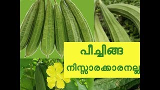 ആരോഗ്യ സൗന്ദര്യ സംരക്ഷണത്തിനു പീച്ചിങ്ങ Ridge Gourd Benefits and Recipe [upl. by Orgell207]