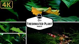 Epic Freshwater Plant [upl. by Sidnac]