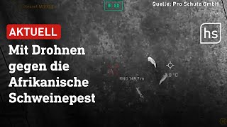 DarmstadtDieburg Auf der Suche nach toten Wildschweinen  hessenschau [upl. by Kendall]