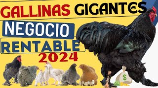 ¡Hazte Rico Criando Gallinas Criollas Gigantes [upl. by Illac410]