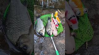 Fish video fishing kaal fisher fishing fish stream fishing big fish nana fishing [upl. by Immas]