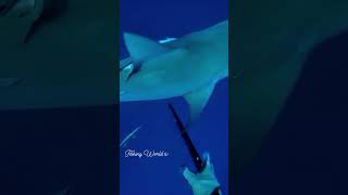 Shark attack on diver😳😱😱fbreelsvideo [upl. by Airehs]