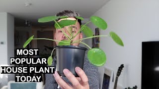 HOUSEPLANT HAUL  Ardisia Anthuriums Pilea  Oh My [upl. by Meeki]