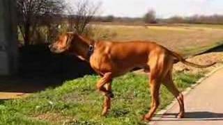 Ridgeback or Pointer [upl. by Dave448]