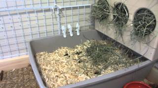 How To Litter Box Train Your Bunny Rabbit [upl. by Jeana]