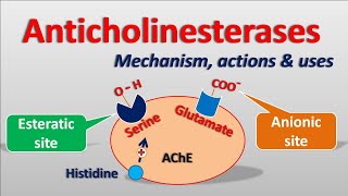 Anticholinesterases  Mechanism actions side effects amp uses [upl. by Rebekah]