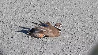 Killdeer  Broken wing display  Part 1 [upl. by Clea]