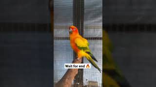 sun conure breeding pair🔥  how to breed sun conures  shorts [upl. by Cila]