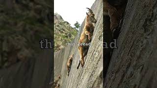 Mountain Goats Climbing Walls 🐐 [upl. by Sherwin]