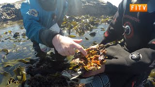 SAERI Falklands Kelp Research Project [upl. by Alba]