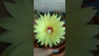 Frailea Bloom FraileaCactus cactusflower cactusbloom [upl. by Egroj]