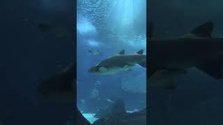 Oceanario de Lisboa 🇵🇹 shorts [upl. by Nyrtak]