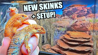 NEW Pilbara Spiny Tail Skinks  Habitat Build  Egernia epsisolus [upl. by Nipha]