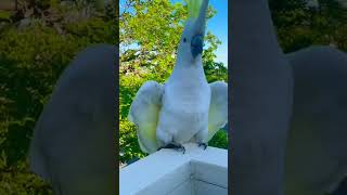 Cockatoo Sounds  Cockatoo Call  Cockatoo Noise 🕊🦜 Its Loud shorts [upl. by Enilrae]