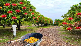 How Asian Farmer Harvesting Cashew Nuts and Processing in Modern Factory  Cashew Farming Technique [upl. by Tremann53]