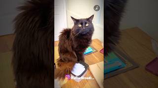 Chantillytiffany cat catbreeds viral ytshorts breeds Chantillytiffany shortsfeed blackcat [upl. by Anitnerolf52]