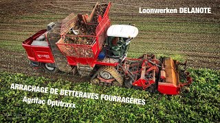 Arrachage de betteraves fourragères  Agrifac amp John deere 😍🐄💨  loonwerken Delanote BVBA [upl. by Eugatnom]