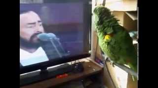 The parrot imitates Pavarotti [upl. by Ynez64]