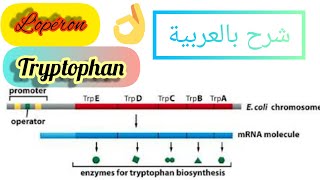 شرح مبسط لأهم النقاط المتعلقة ب Lopéron tryptophan⚠️👍 [upl. by Ahcire]