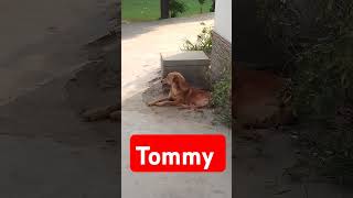 Beautiful dog tauda kuta tommy sada kutta kuta [upl. by Gayelord322]