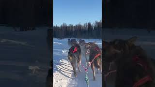 Dog sledding in Alaska [upl. by Sidoon753]