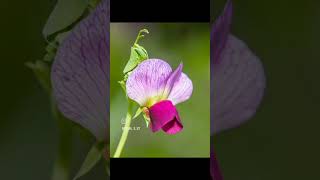 Lathyrus odoratus commonly called sweet pea is a bushy or climbing annual that features flowers [upl. by Ilehs]