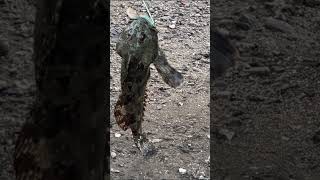 I think this a sculpin or a lingcod [upl. by Homovec]