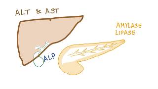 Liver and pancreatic enzymes explained  AST ALT GGT ALP Amylase amp Lipase [upl. by Zavala719]