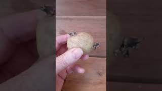 How To Chit Potatoes Fast  Sprouting Potatoes sustainablegardening vegetablegardening [upl. by Kcirdet611]