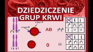 Dziedziczenie grup krwi [upl. by Dowski]