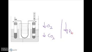 AQA A LEVEL BIOLOGY REQUIRED PRACTICAL 9 RESPIRATION [upl. by Mor]