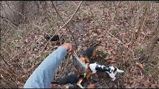 Rabbit Hunting w Beagles  Best Rabbit Hunt Of 2022 [upl. by Jedd370]