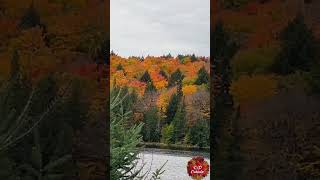 Fall Colors  Algonquin  Autumn Trip  CO Canada [upl. by Birch]