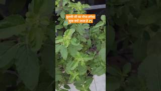 Tulsi plant ☘️flower garden gardening [upl. by Negroj484]