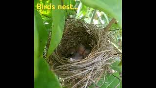 Birds nest birdnestandbaby birdsnest buhayprobinsya [upl. by Dempsey350]