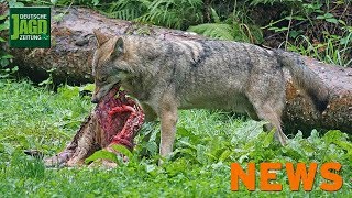 Tödlicher Sauangriff ASP in Ungarn Wolf im Westerwald u w – DJZNews 172018 [upl. by Eneliak585]