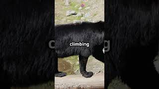 American Black Bear  Tree Climbing Masters animaleducation bearlife facts bearfacts bear [upl. by Harwilll690]