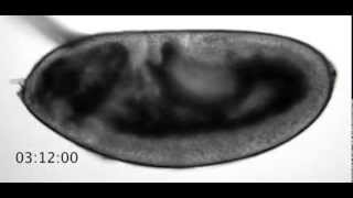 Drosophila embryogenesis from fertilization to larva hatching [upl. by Halik984]