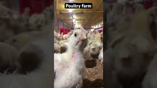 Poultry farmers poultryfarm [upl. by Ja18]