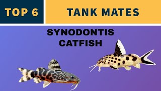 TOP 6 TANK MATES FOR SYNODONTIS CATFISH [upl. by Gnay]