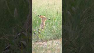 Hoopoe the HUD HUD beautiful bird hoopoe wildlife [upl. by Meekyh]