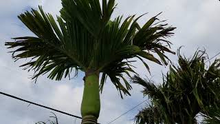 Areca catechu  The Betel Nut Palm All Sorts of Varieties [upl. by Vitkun]