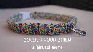 DIY  Collier pour chien pour  de 5€ [upl. by Margalo865]