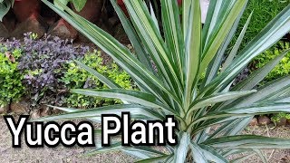 Yucca plant care tips [upl. by Kumler]