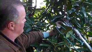 How to Prune Magnolias [upl. by Madigan]