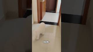 100 Baby dog cute puppy barking 4kviral shorts shortvideos [upl. by Fairfield]