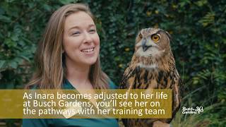 Inara the Eurasian Eagle Owl  Animal Spotlight [upl. by Ahsienel915]