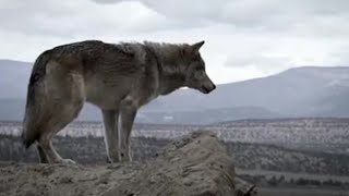 Setons Journey to Kill a CattleKilling Wolf  The Wolf That Changed America  BBC Earth [upl. by Aniles]